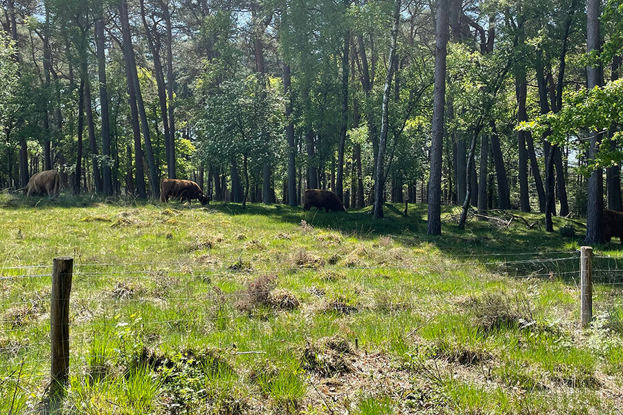 doldersummerveld-hooglanders