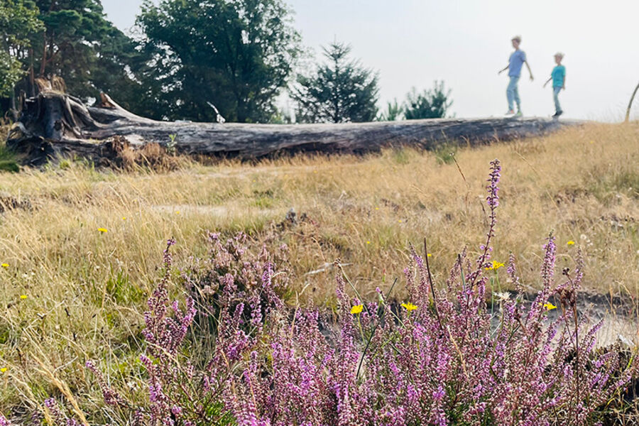 kale-duinen-heide