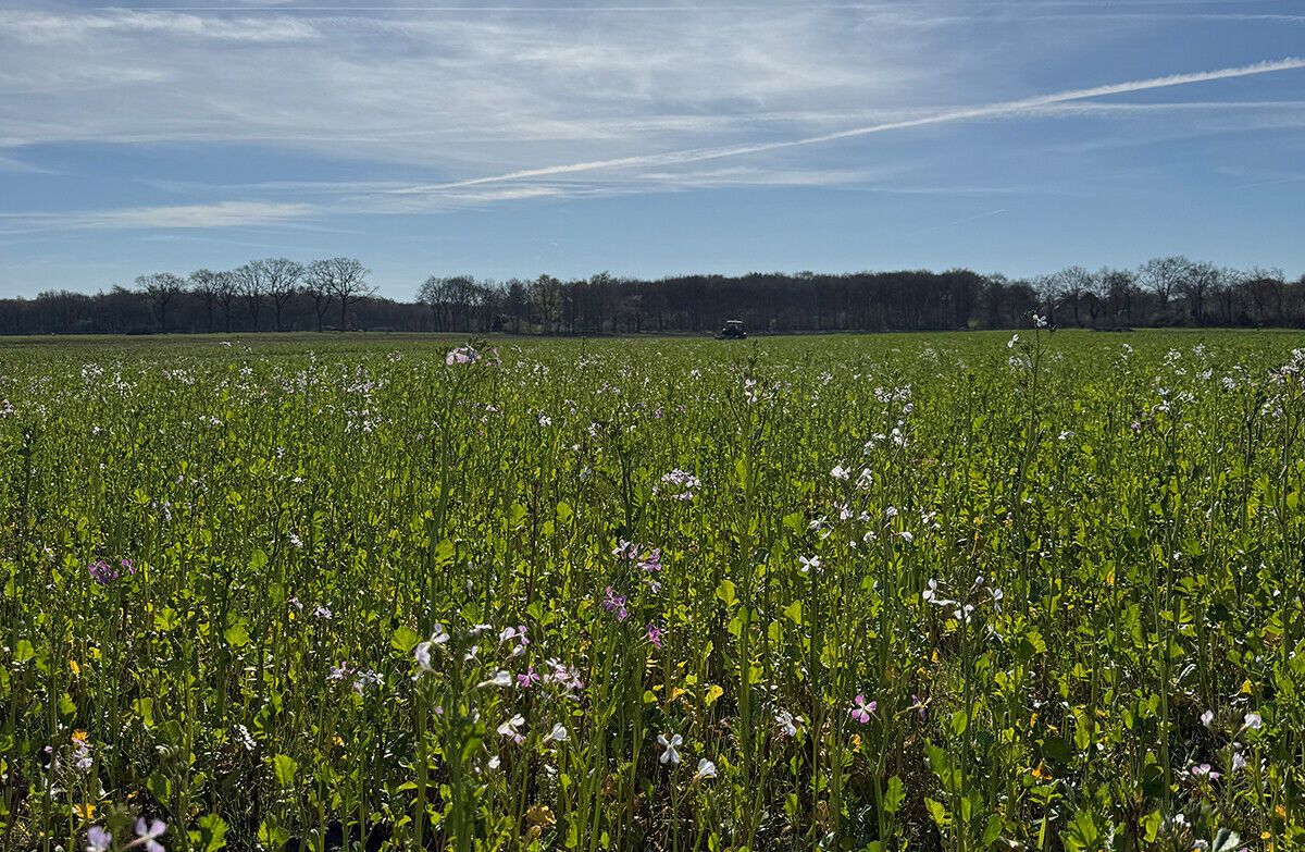 bloemenveld-liggend