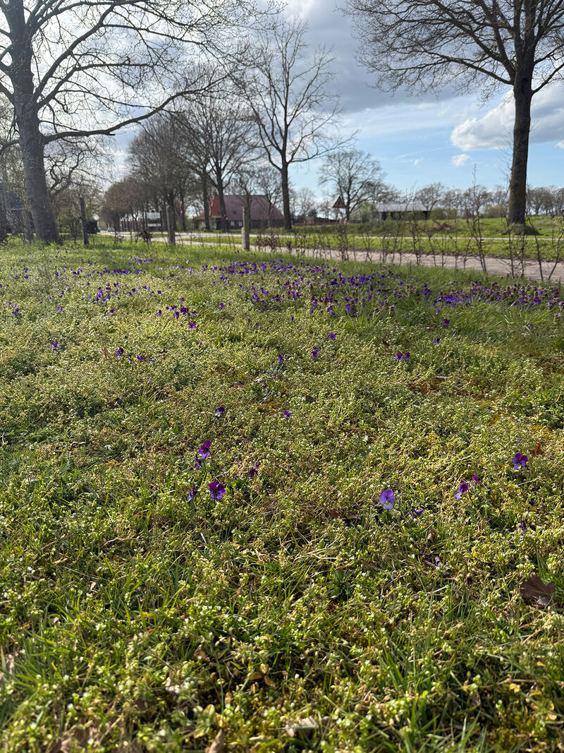 uitzicht-bloemen-staand